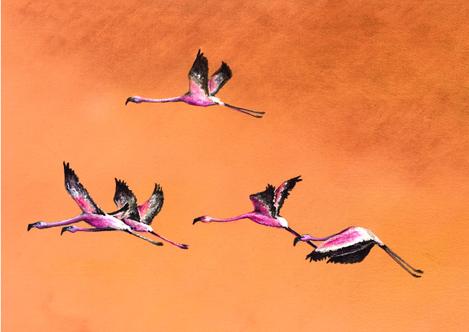 Flushed Flamingos