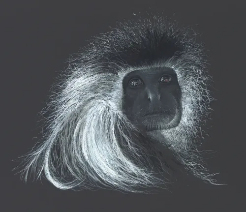 Colobus Conservation have a “Brush with Africa”