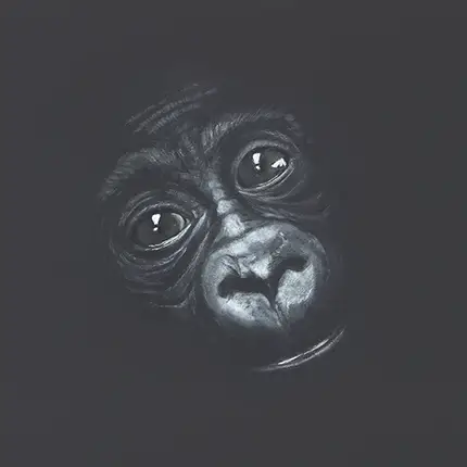 A Trio of young primate portrait sketches