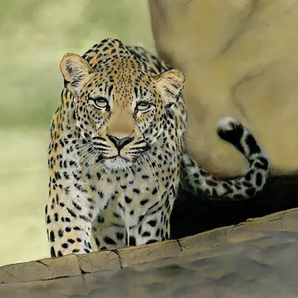 Guardian of the Kopje