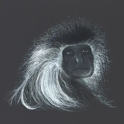 Colobus Chale