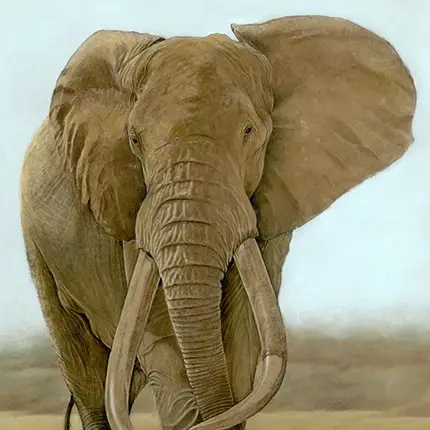 The Last of the Big Tuskers: Satao