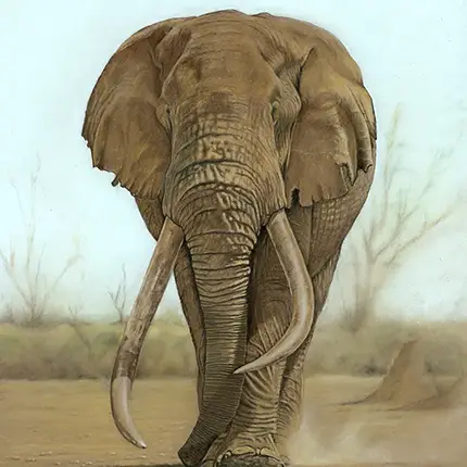 The Last of the Big Tuskers: Tusker Tim