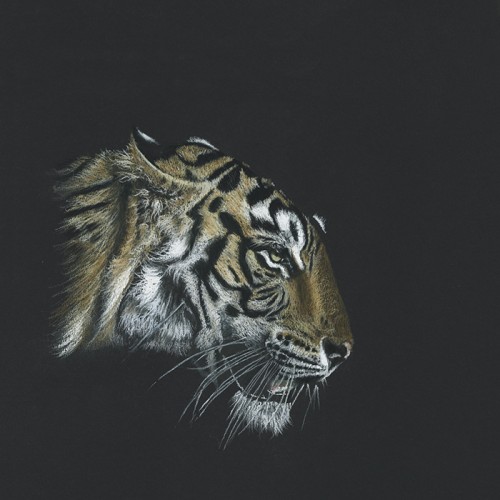 The Striped Opportunist