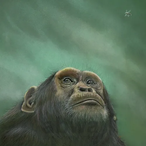 Browsing all monkeys