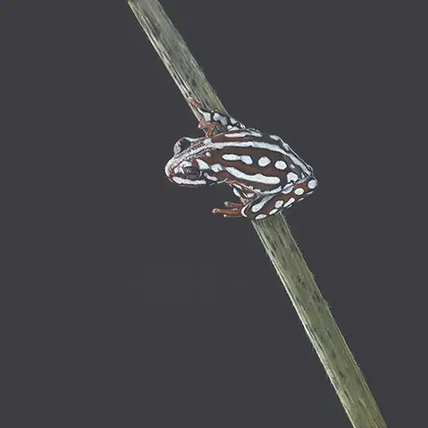 Browsing all insects and reptiles