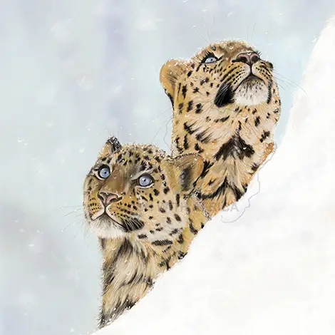 Browsing all Cats of the World