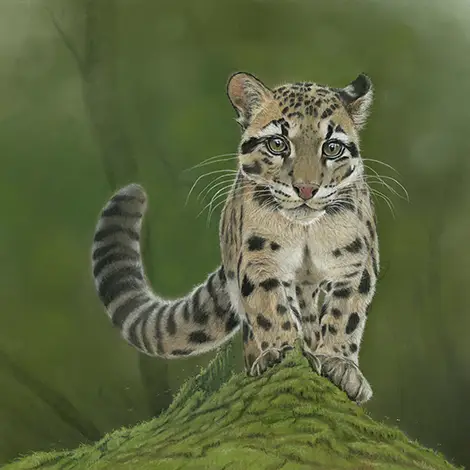 Browsing all animals of the world