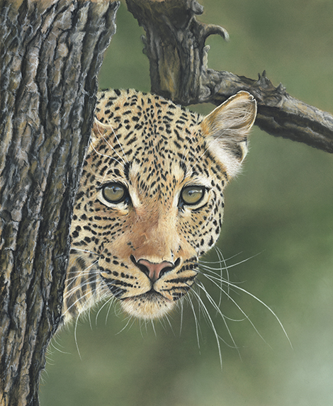 Browsing all Leopards