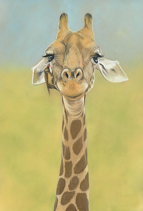 Browsing all Giraffes and Camels