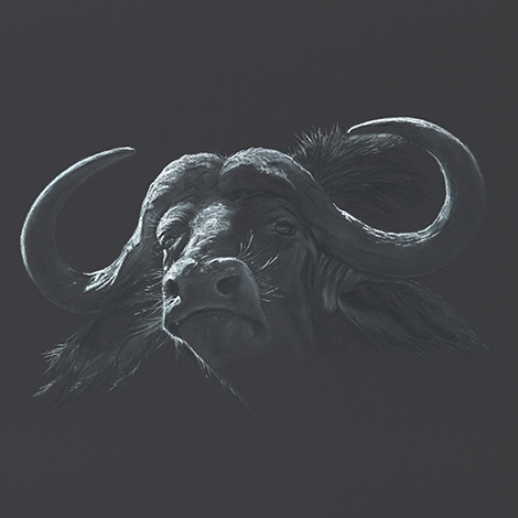 Buffalo