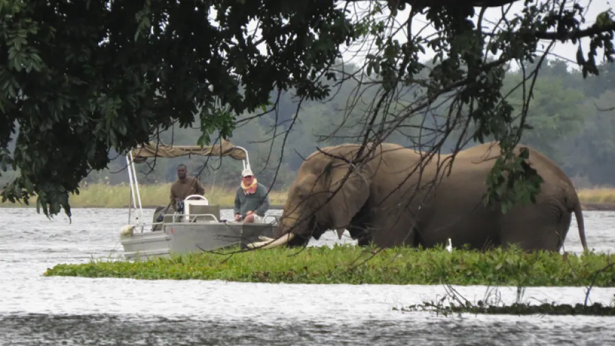 Simon takes a close study of an old bull elephant in the reed beds of the Great Zambezi in Zambia.