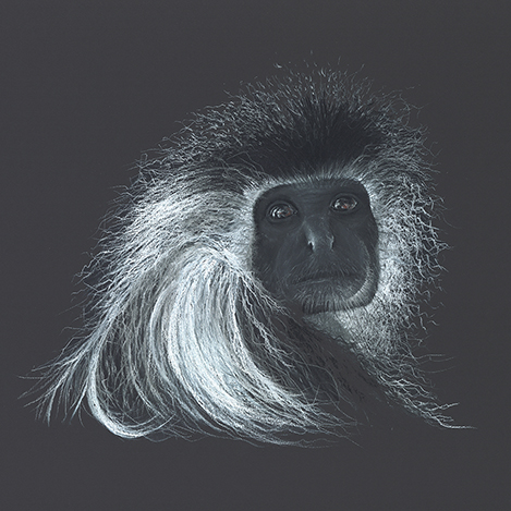 Colobus Chale