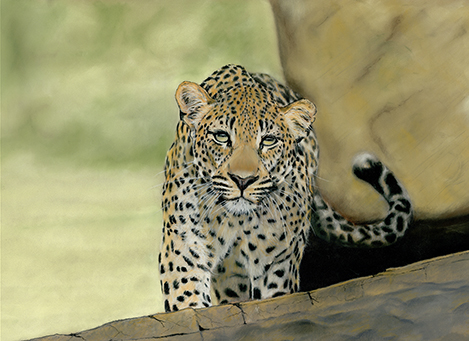 Guardian of the Kopje