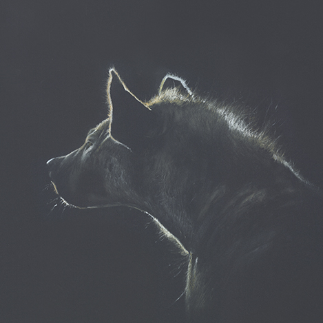 The Scent of Carrion