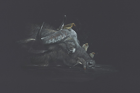 The African Bird Table