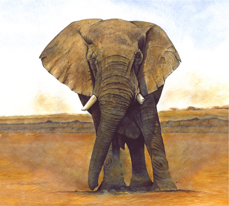 The One Old Campaigner