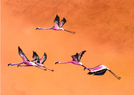 Flushed Flamingos