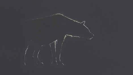 The Giggling Scavenger