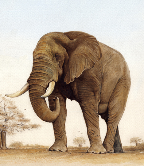 Right of Way (right elephant)