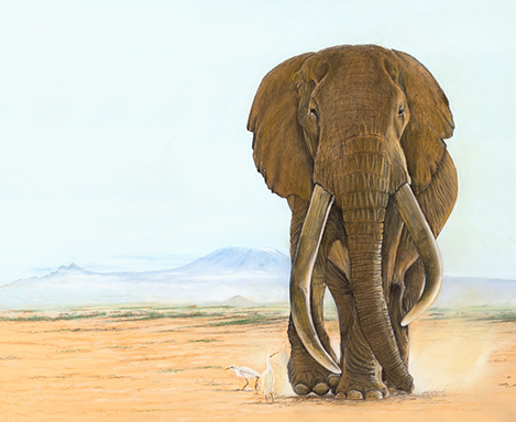 Icons of the Amboseli