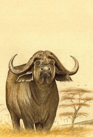 A Load of Bull 1