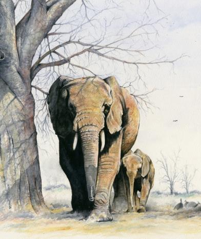 Beyond the Baobab