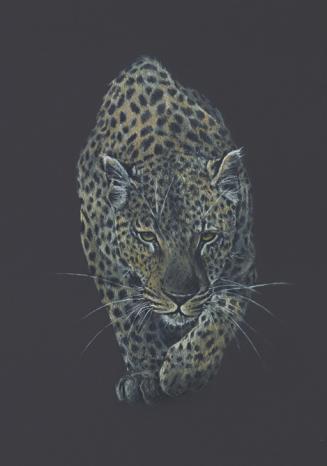 Whiskers