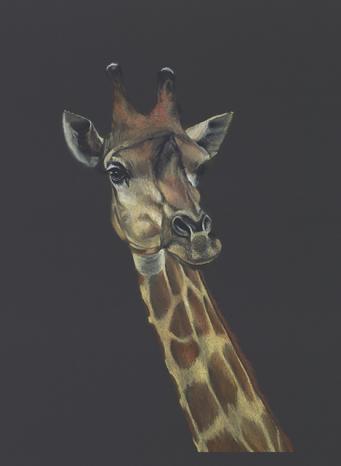 Lofty