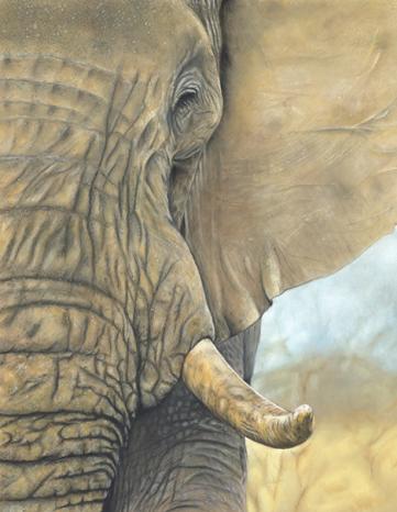 Hidden ivory