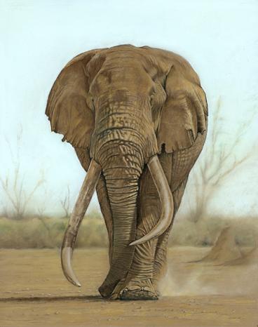 Tusker Tim