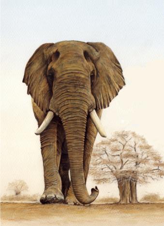 Right of Way (Left elephant)