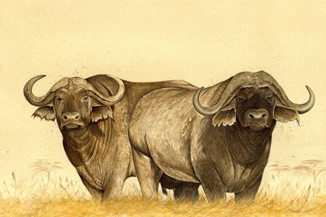 A Load of Bull 2