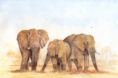 Delta Elephants
