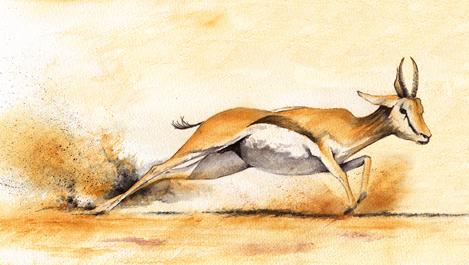 Flight of the Bok