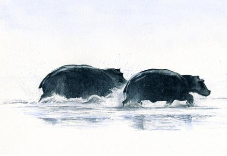 Hippo Highway 2
