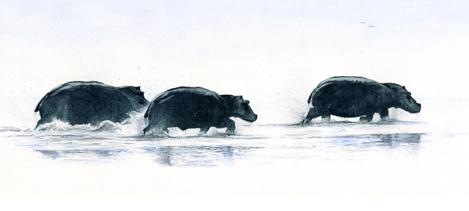 Hippo Highway