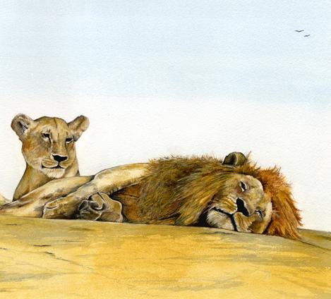 Kopje Lions