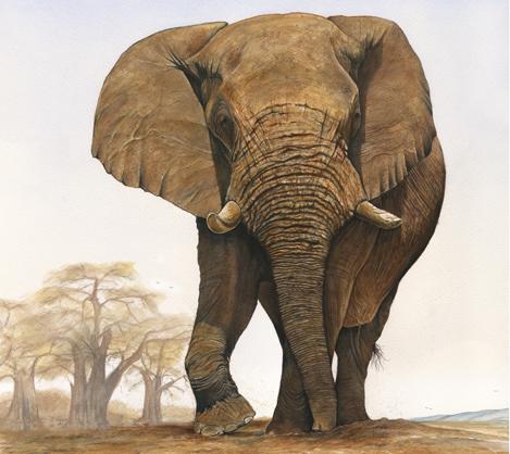 Lugga Bull