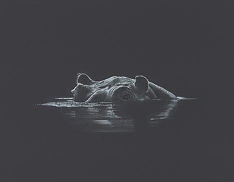 Midnight dip