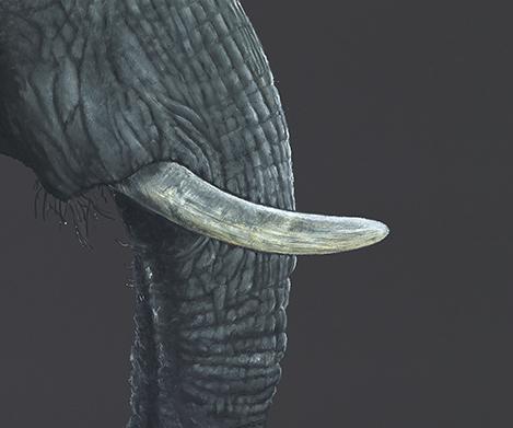 Wild Ivory