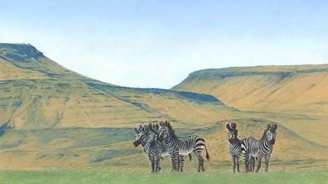 Natures Barcode
