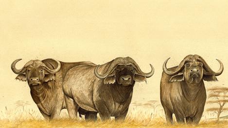 A Load of Bull