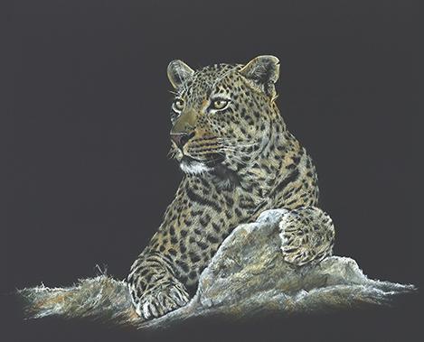 Kiaras Leopard